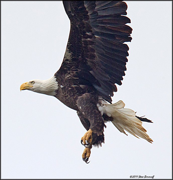 _1SB0906 new bald eagle.jpg